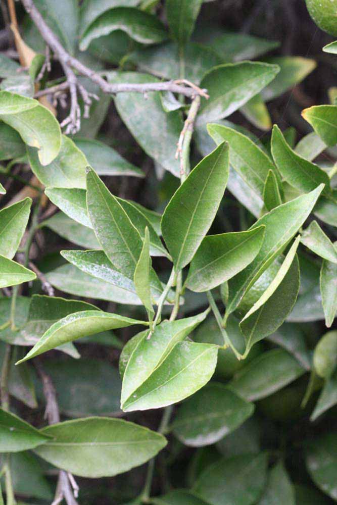              Sun leaves (Riverside, CA)       